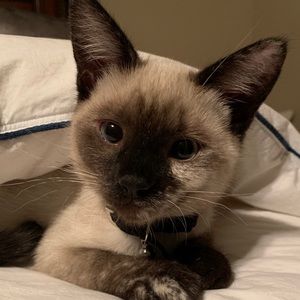 Meet your Posher, Colleen